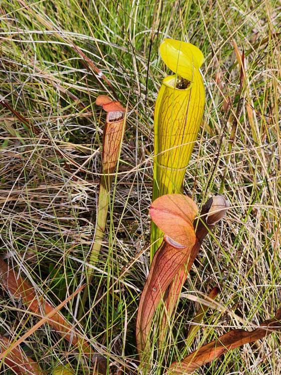 pitcher plant